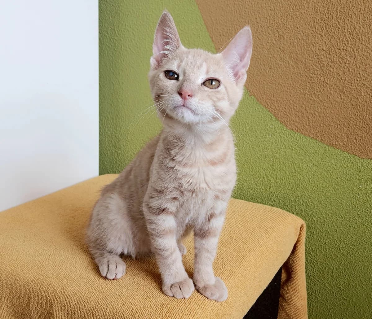 Chopper, male Mixed Breed for adoption at Dierencentrum de Ark, Apeldoorn