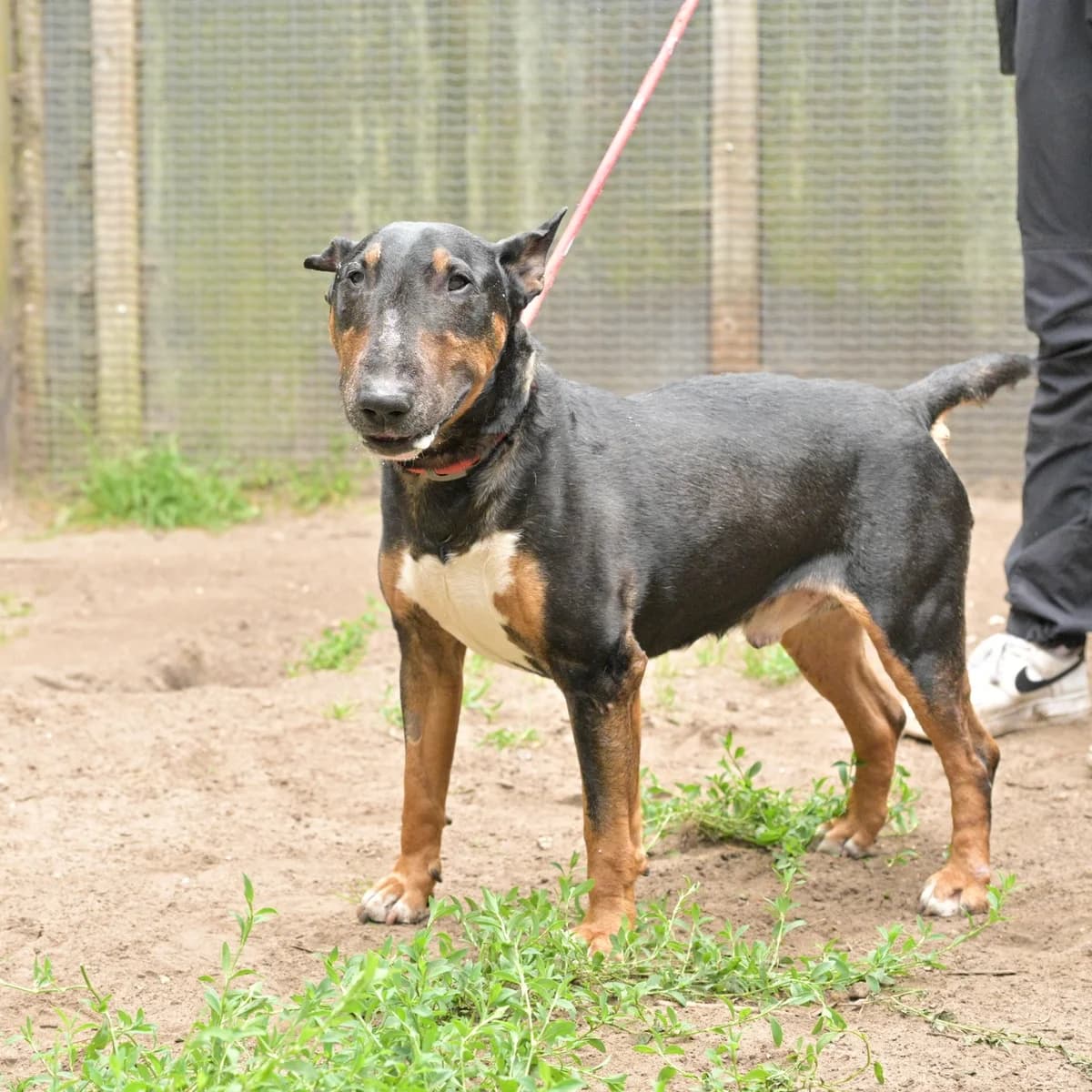Dexter, male Mixed Breed for adoption at Dierencentrum de Ark, Apeldoorn