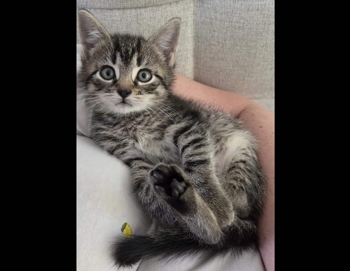 Diederick, male Mixed Breed for adoption at Dierencentrum de Ark, Apeldoorn