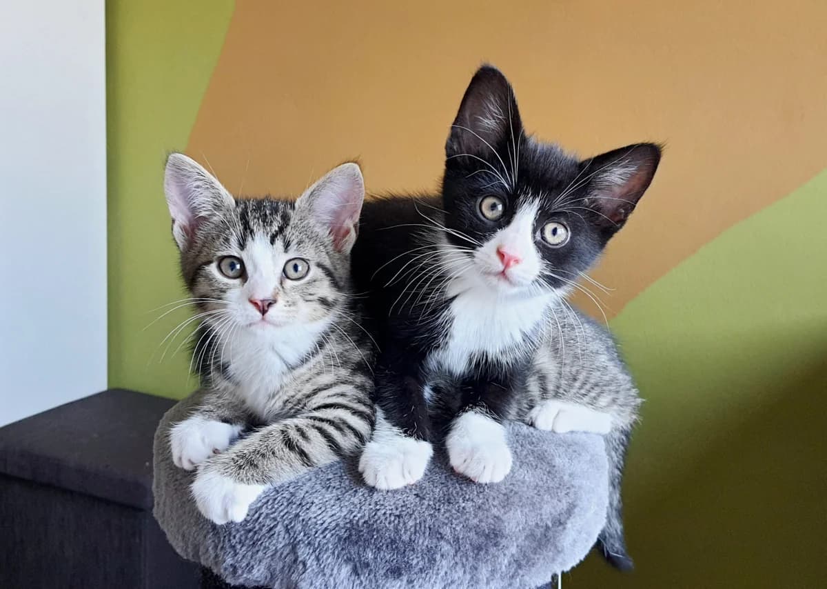 Dumbo en Knor, female Mixed Breed for adoption at Dierencentrum de Ark, Apeldoorn