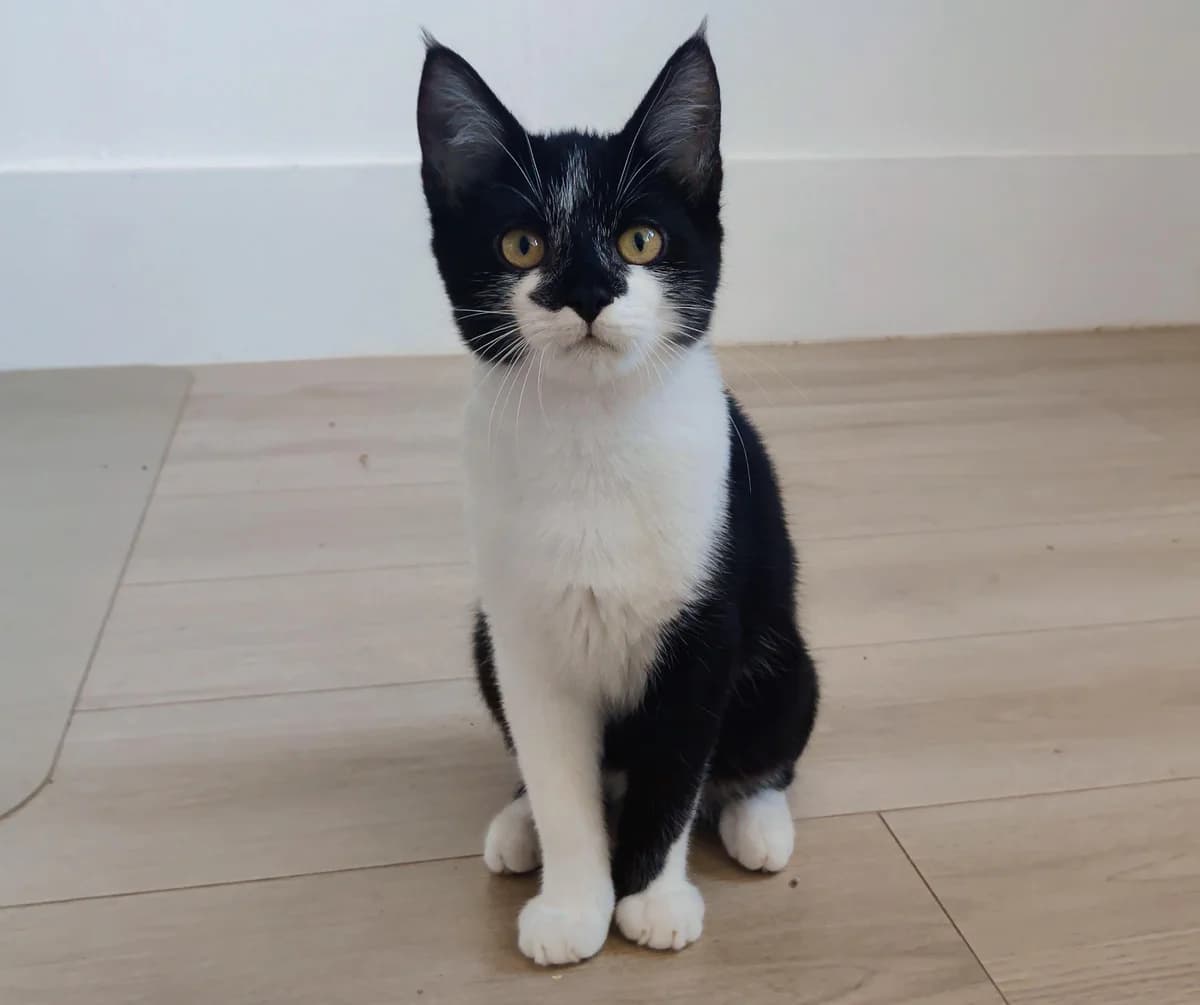 Eddy, male Mixed Breed for adoption at Dierencentrum de Ark, Apeldoorn