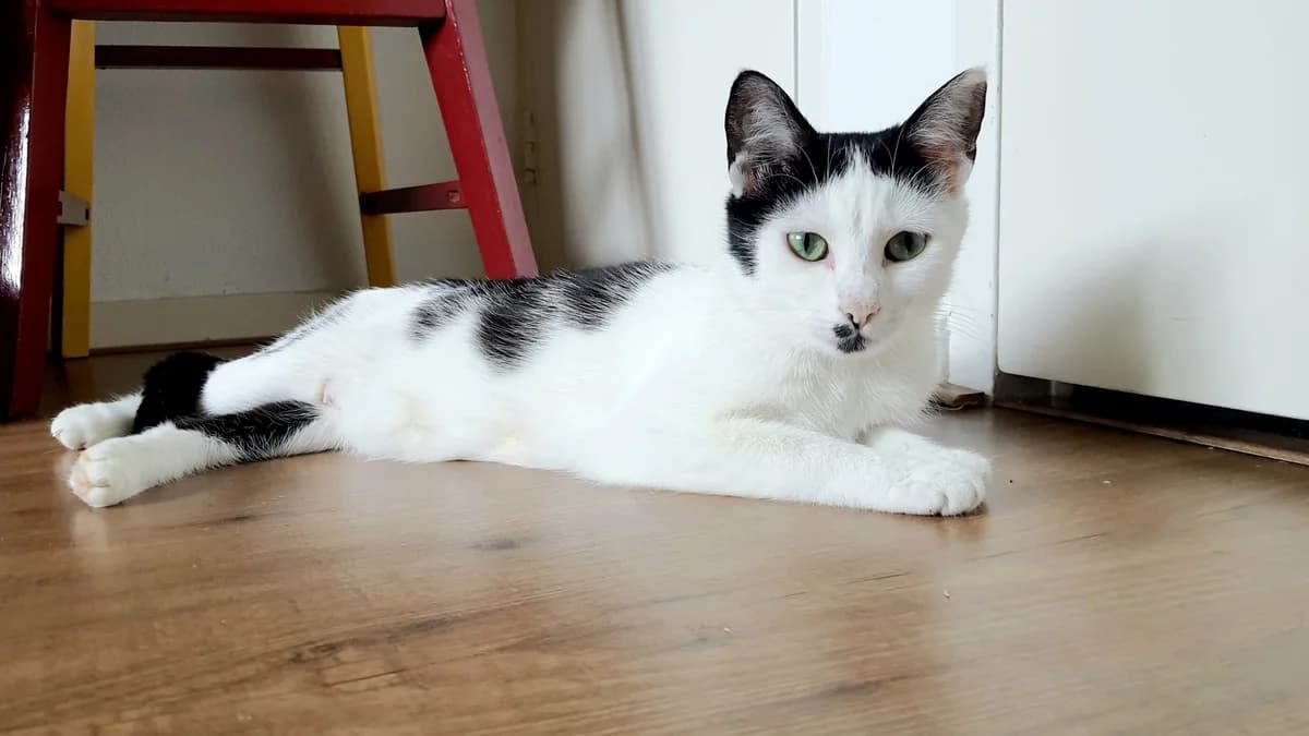 Ellie, female Mixed Breed for adoption at Dierencentrum de Ark, Apeldoorn