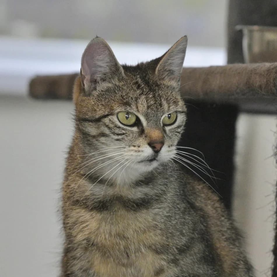 Fenna, female Mixed Breed for adoption at Dierencentrum de Ark, Apeldoorn