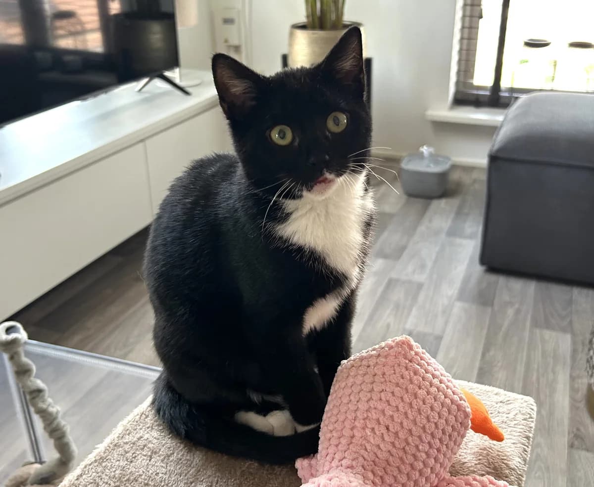 Fiep, female Mixed Breed for adoption at Dierencentrum de Ark, Apeldoorn