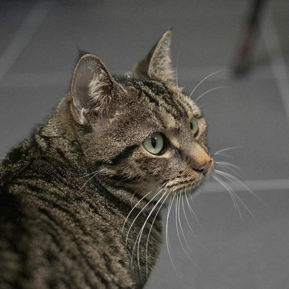 Floortje, female Mixed Breed for adoption at Dierencentrum de Ark, Apeldoorn