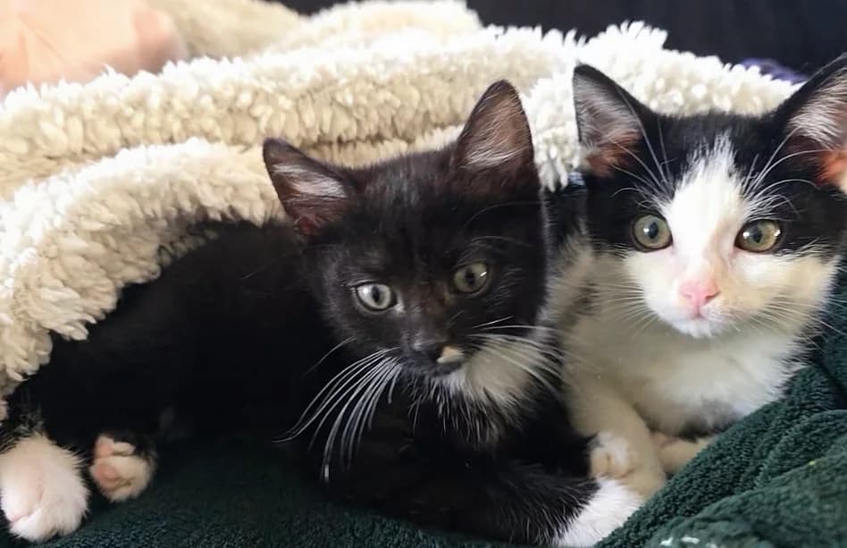 Fred en Fleur, female Mixed Breed for adoption at Dierencentrum de Ark, Apeldoorn