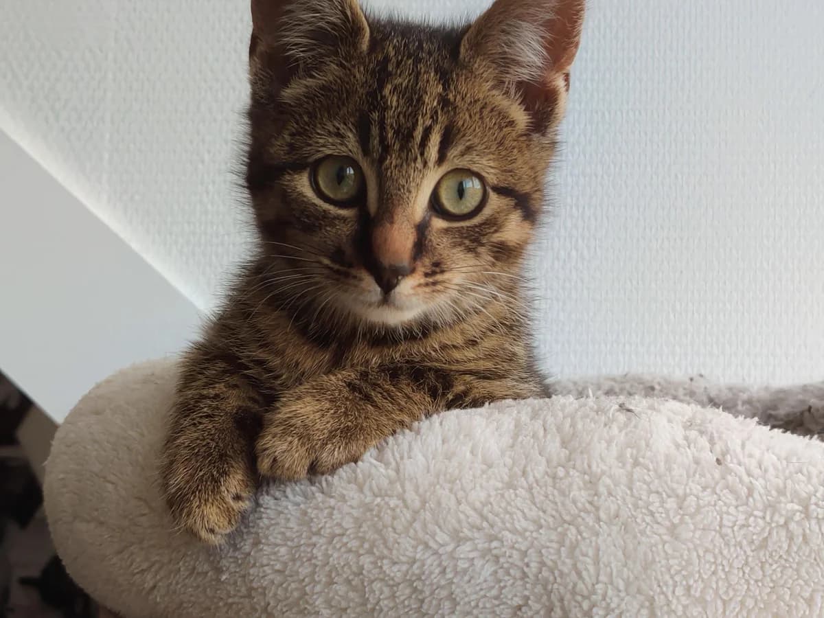 Fudge, male Mixed Breed for adoption at Dierencentrum de Ark, Apeldoorn