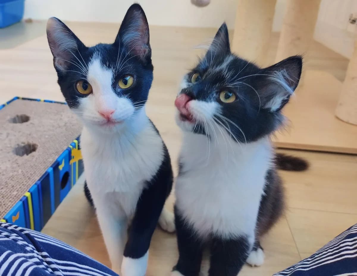 Guus en Gizmo, male Mixed Breed for adoption at Dierencentrum de Ark, Apeldoorn
