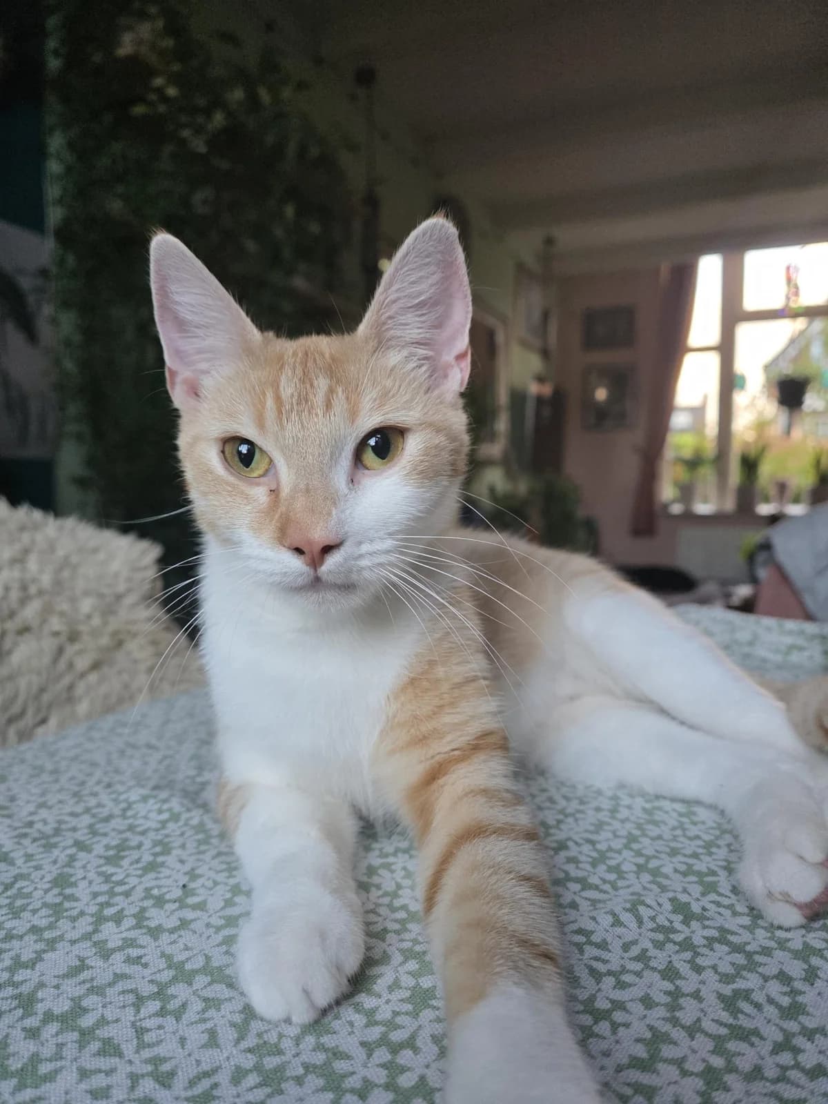 Gwen, female Mixed Breed for adoption at Dierencentrum de Ark, Apeldoorn