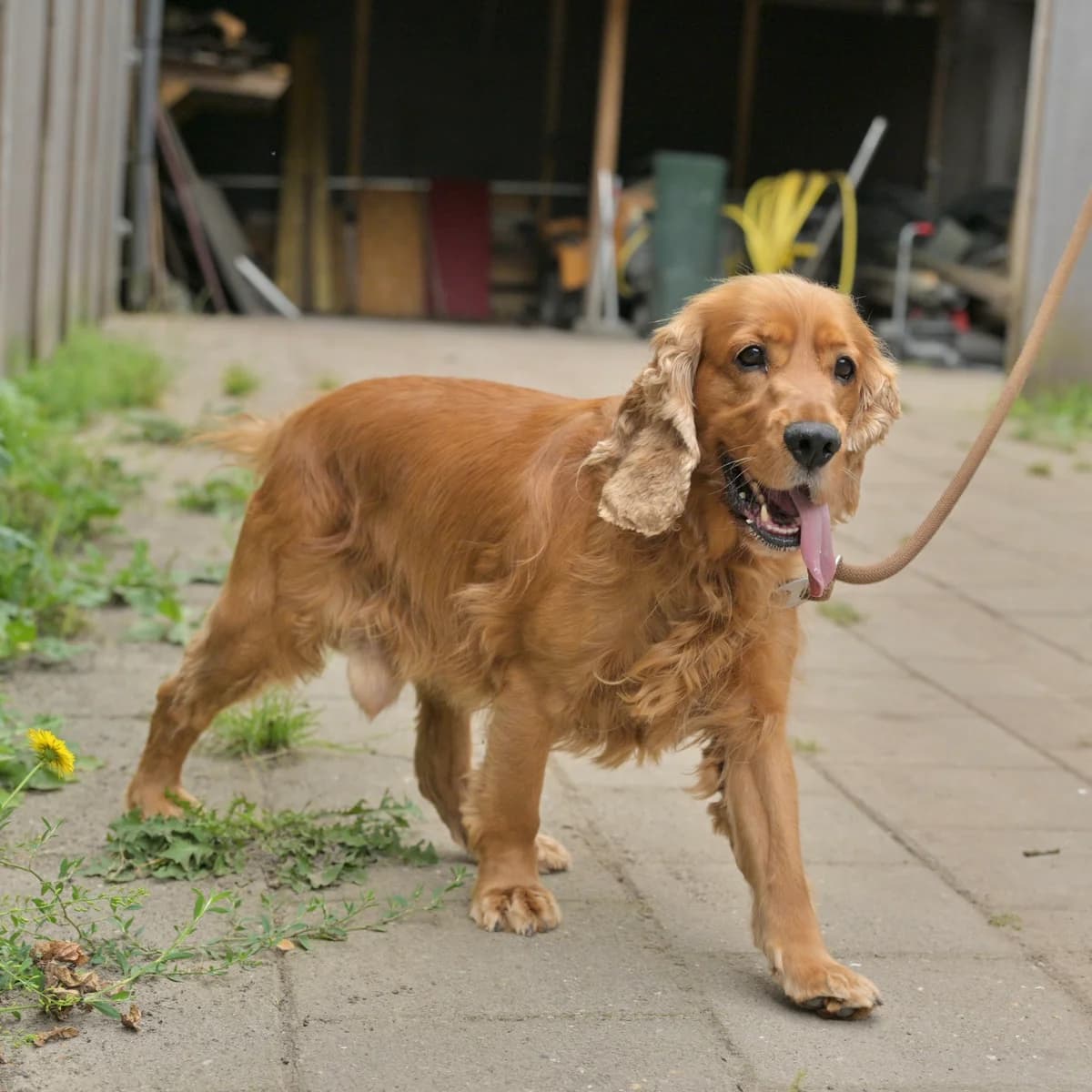 Hugo, male Mixed Breed for adoption at Dierencentrum de Ark, Apeldoorn