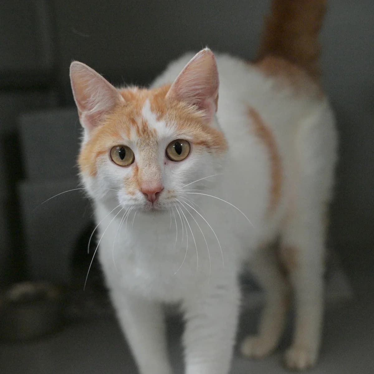 Iris, female Mixed Breed for adoption at Dierencentrum de Ark, Apeldoorn