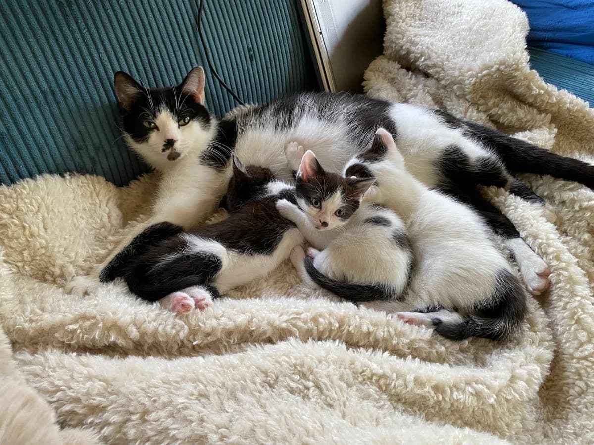 Isa en Iejoor, female Mixed Breed for adoption at Dierencentrum de Ark, Apeldoorn