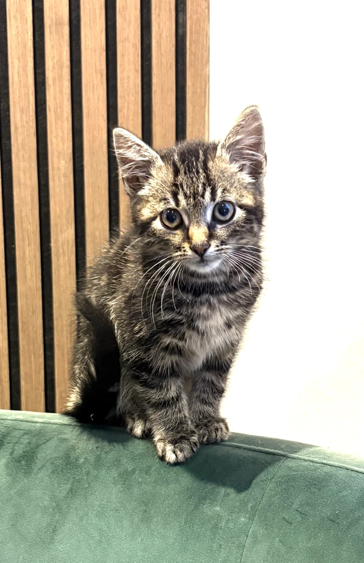 Jacky, female Mixed Breed for adoption at Dierencentrum de Ark, Apeldoorn