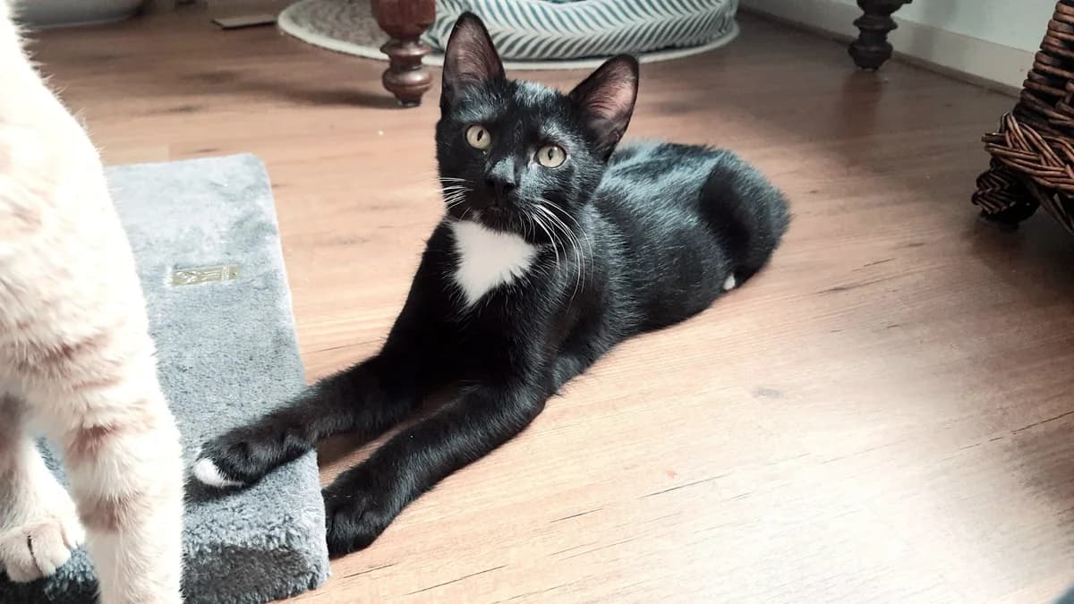 Jafar, male Mixed Breed for adoption at Dierencentrum de Ark, Apeldoorn