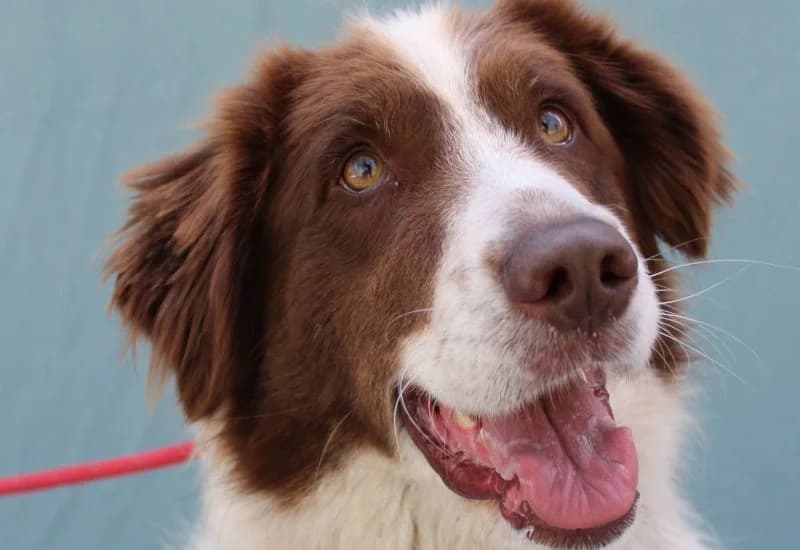 Jena (Bemiddeling), female Mixed Breed for adoption at Dierencentrum de Ark, Apeldoorn