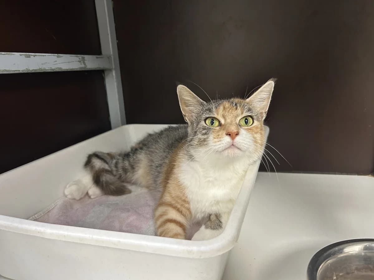 Jennifer, female Mixed Breed for adoption at Dierencentrum de Ark, Apeldoorn