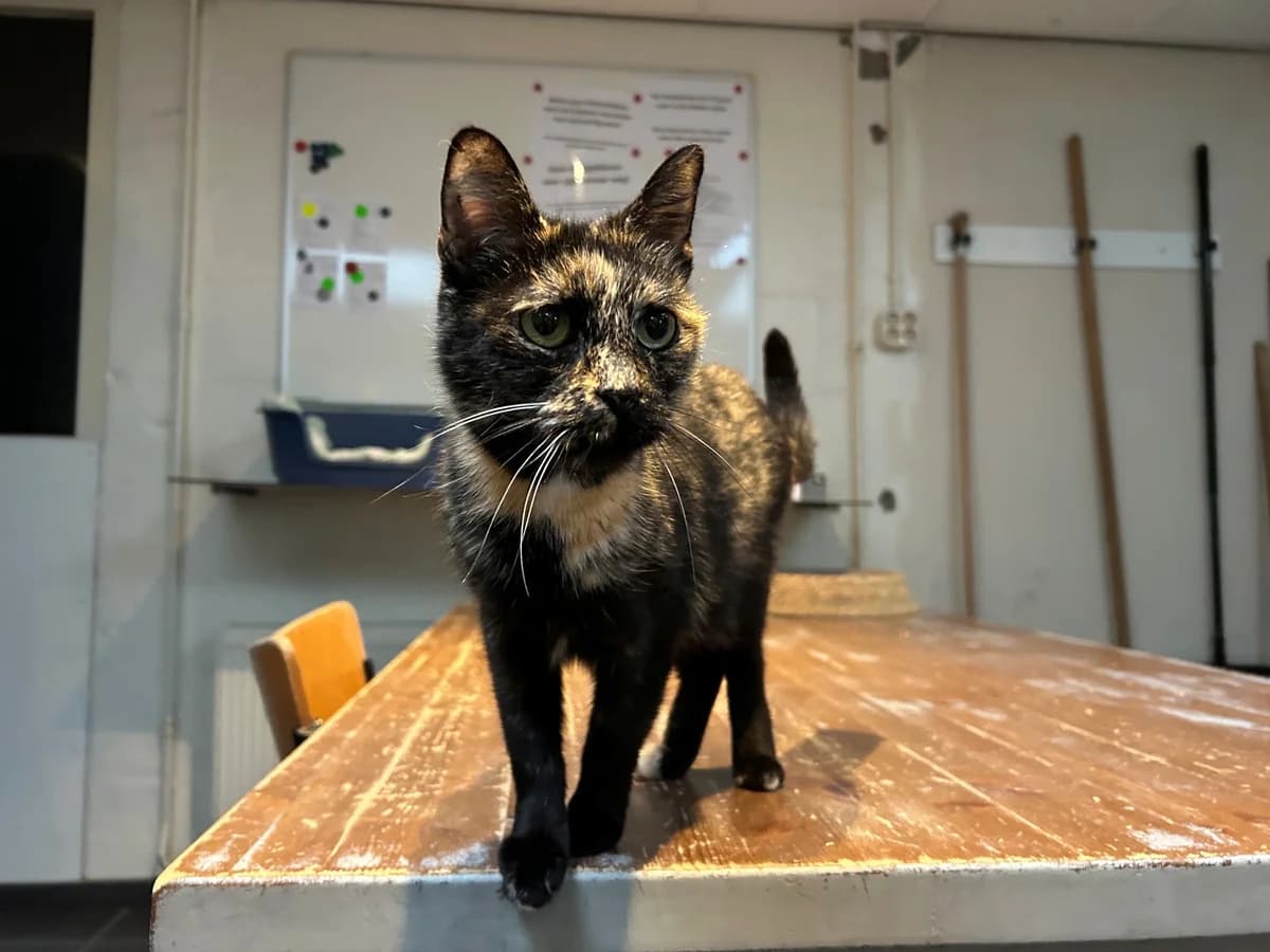 Jip, female Mixed Breed for adoption at Dierencentrum de Ark, Apeldoorn