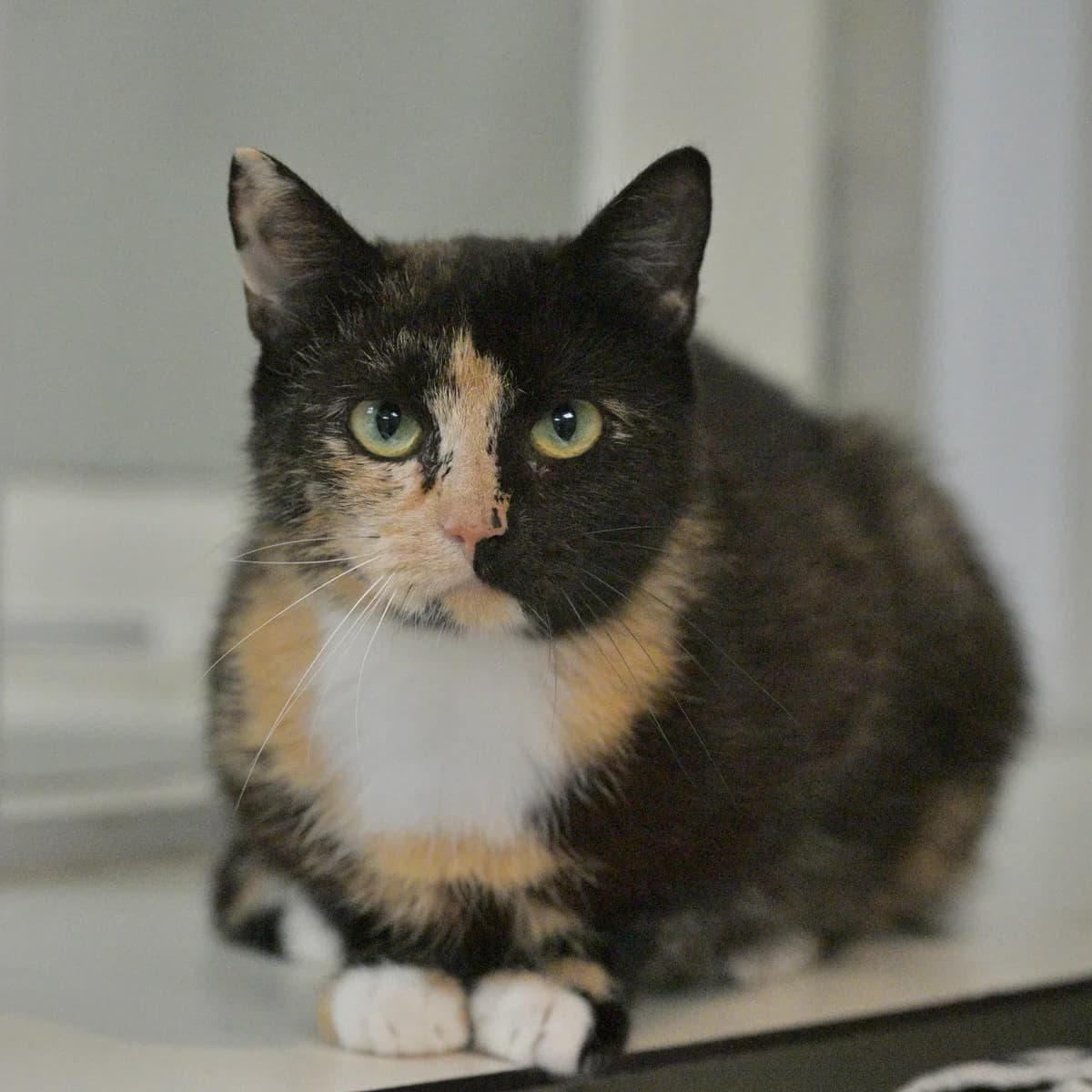 Karen, female Mixed Breed for adoption at Dierencentrum de Ark, Apeldoorn