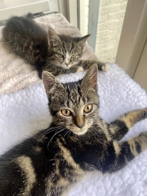 Keet en Sunny, female Mixed Breed for adoption at Dierencentrum de Ark, Apeldoorn
