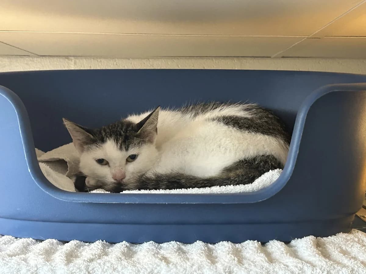 Kimmi, female Mixed Breed for adoption at Dierencentrum de Ark, Apeldoorn