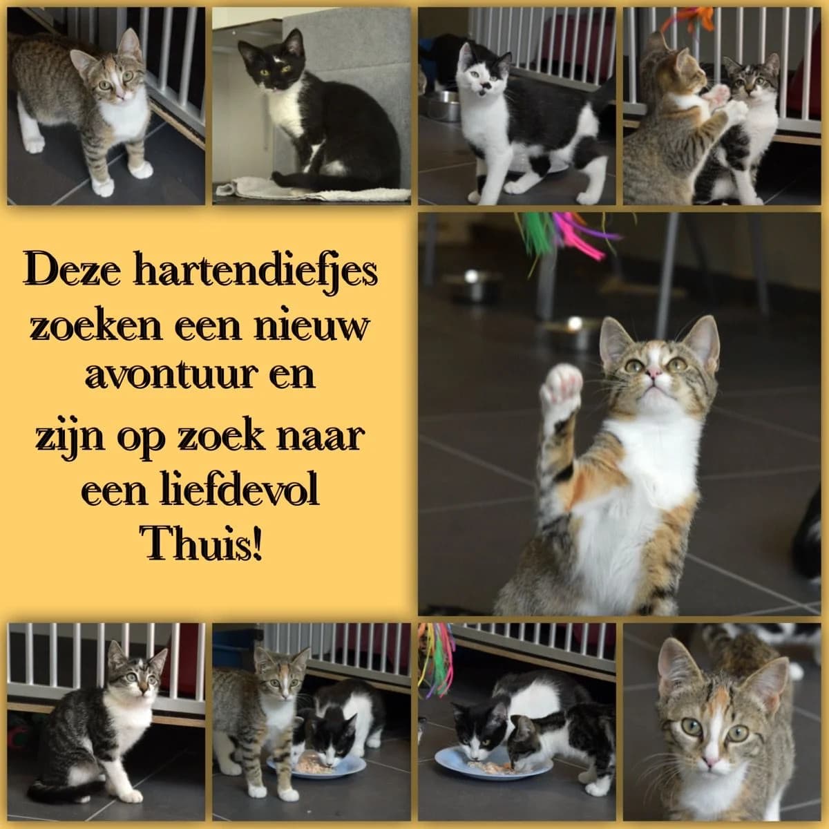 Kittens, female Mixed Breed for adoption at Dierencentrum de Ark, Apeldoorn