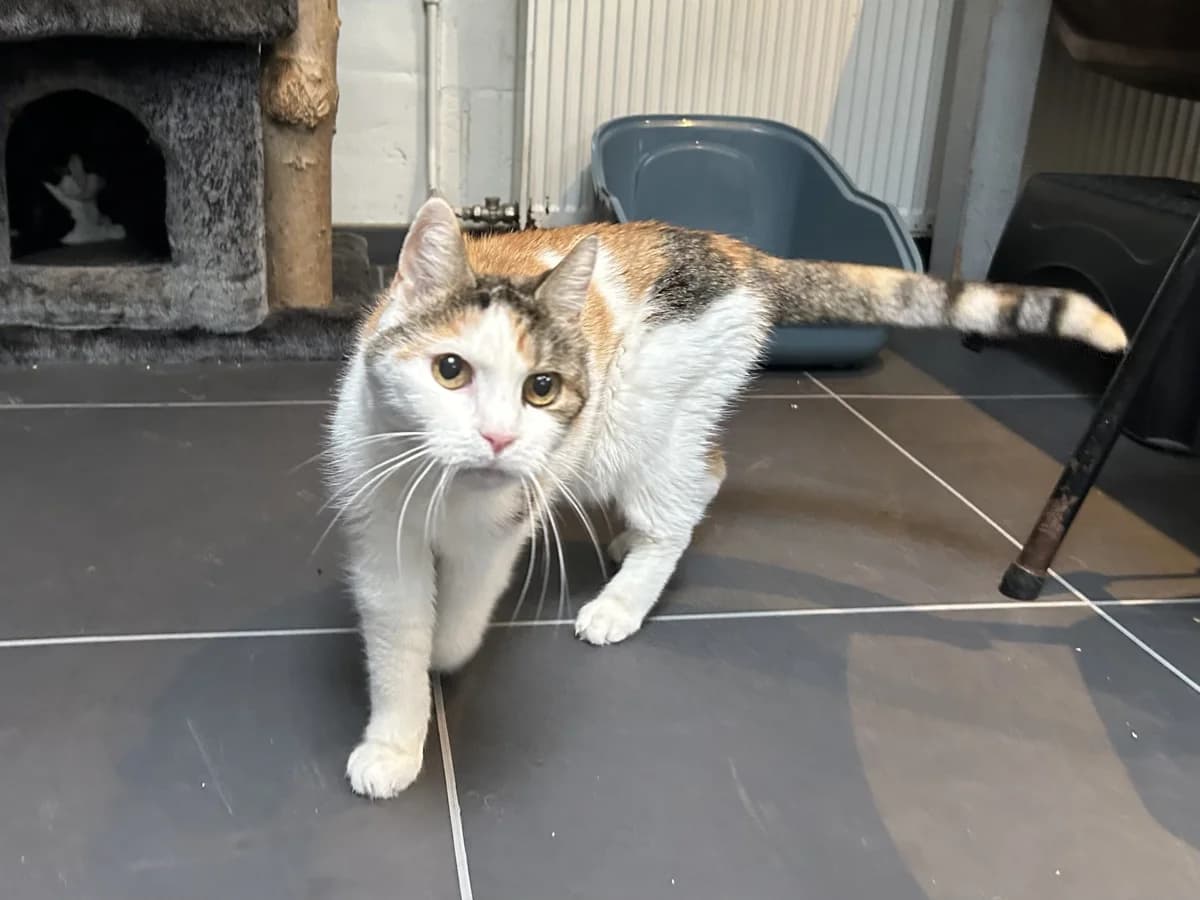Kitty, female Mixed Breed for adoption at Dierencentrum de Ark, Apeldoorn