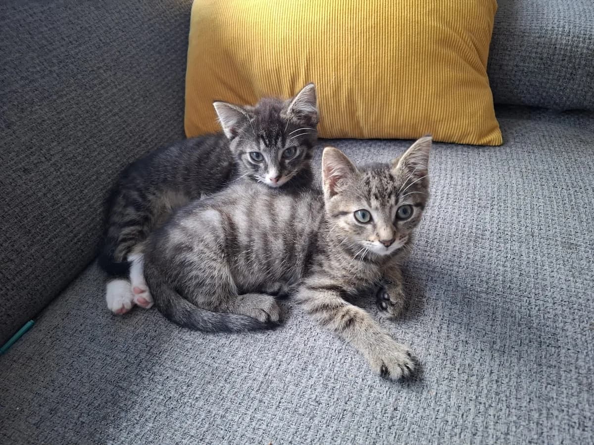 Koda en Kai, male Mixed Breed for adoption at Dierencentrum de Ark, Apeldoorn
