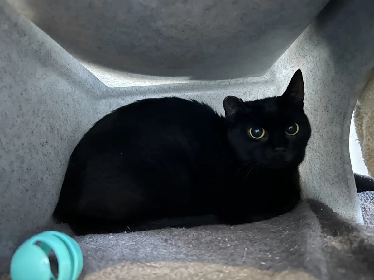 Lady, female Mixed Breed for adoption at Dierencentrum de Ark, Apeldoorn
