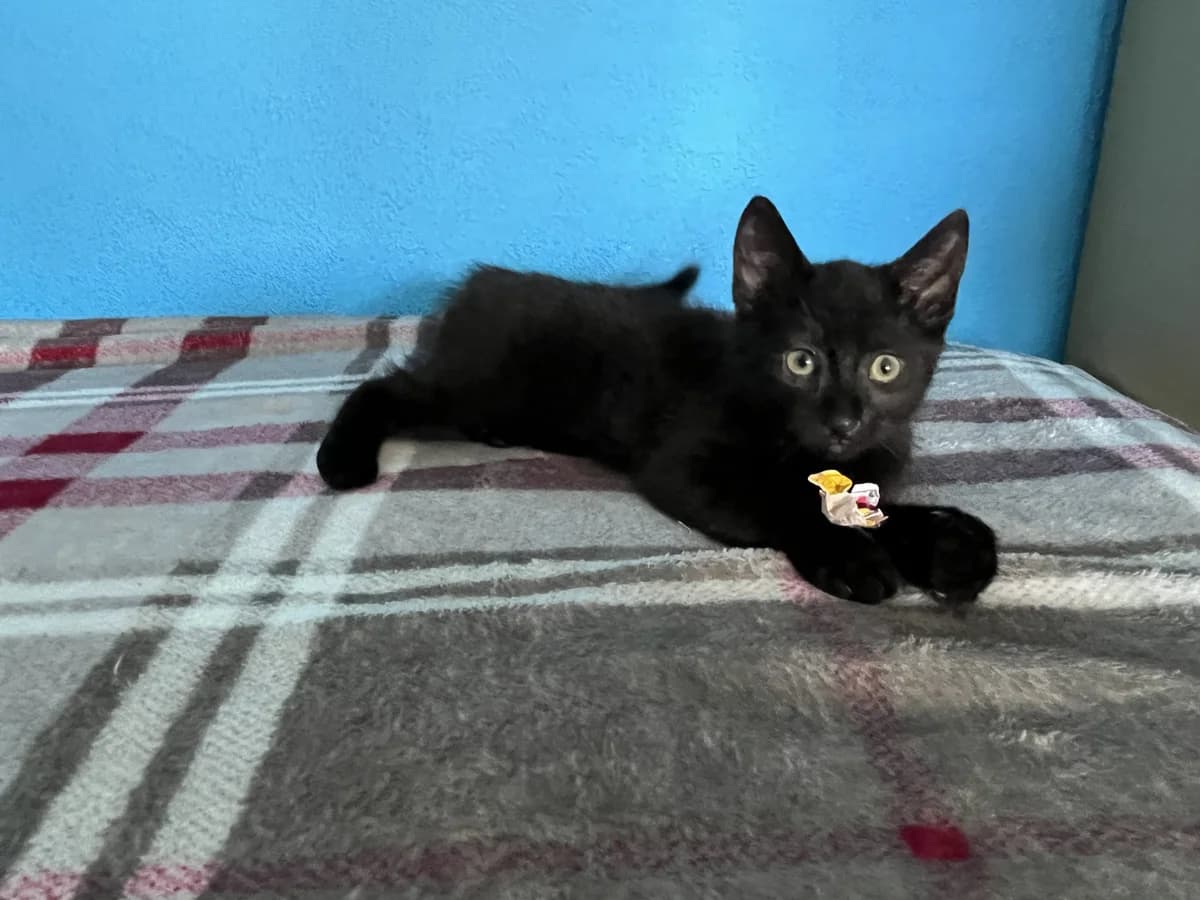Lilly, female Mixed Breed for adoption at Dierencentrum de Ark, Apeldoorn