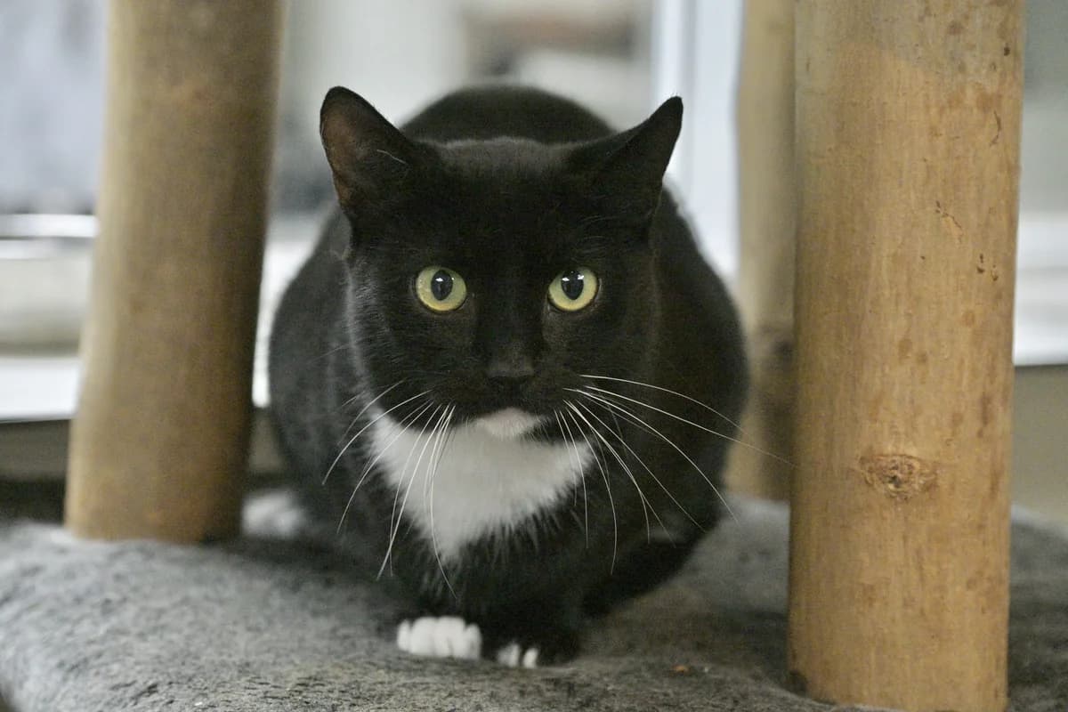 Lilly, female Mixed Breed for adoption at Dierencentrum de Ark, Apeldoorn