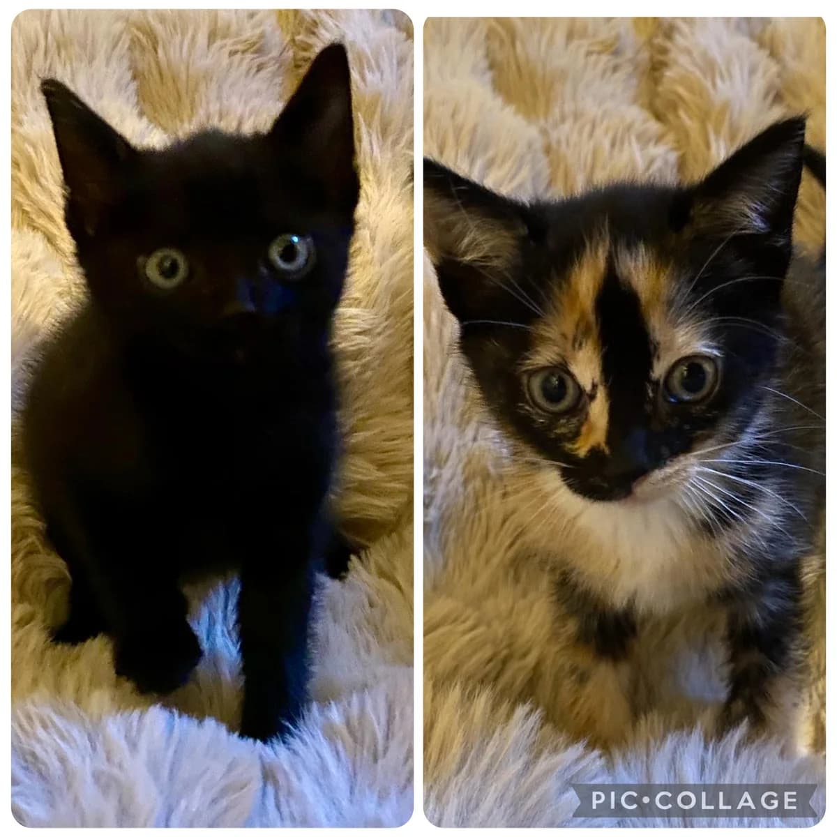 Lilly en Levy, female Mixed Breed for adoption at Dierencentrum de Ark, Apeldoorn