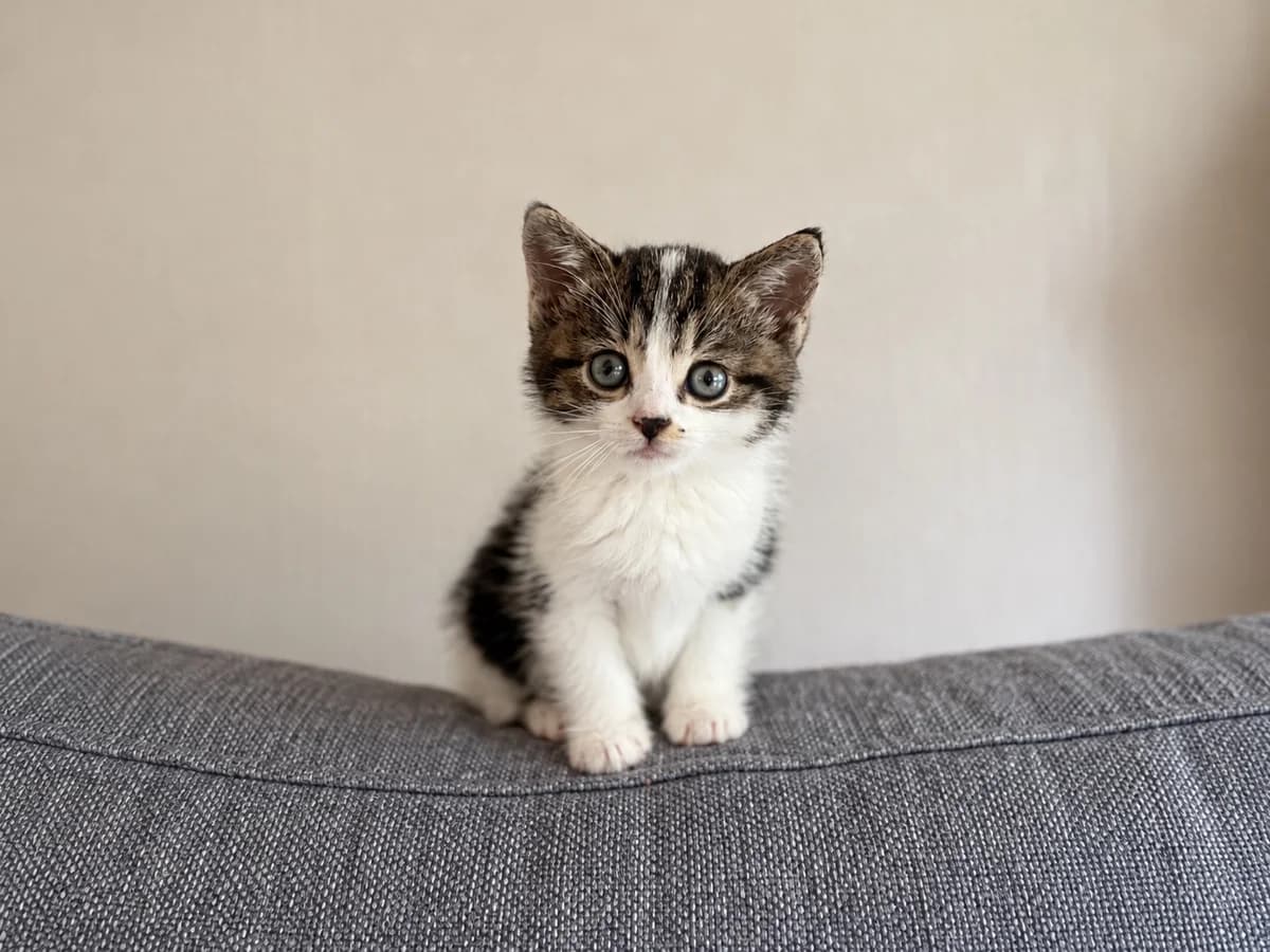Linda, female Mixed Breed for adoption at Dierencentrum de Ark, Apeldoorn