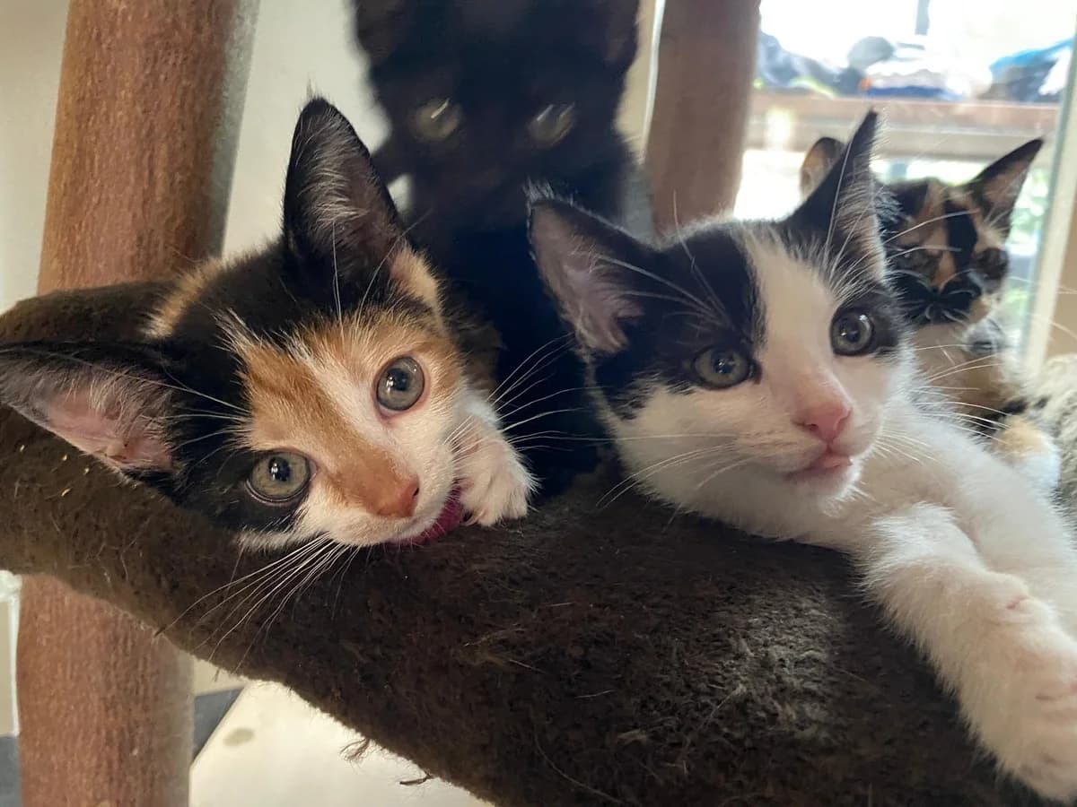 Lizzy en Lenny, female Mixed Breed for adoption at Dierencentrum de Ark, Apeldoorn