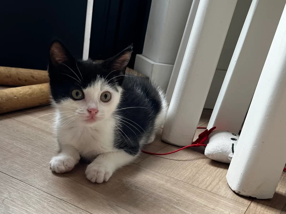 Lotje, female Mixed Breed for adoption at Dierencentrum de Ark, Apeldoorn