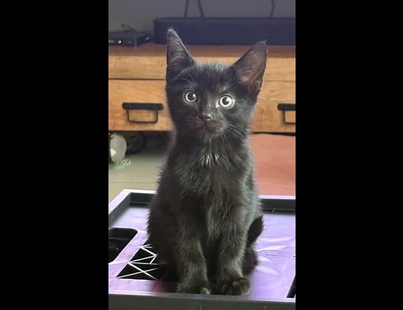 Luna, female Mixed Breed for adoption at Dierencentrum de Ark, Apeldoorn