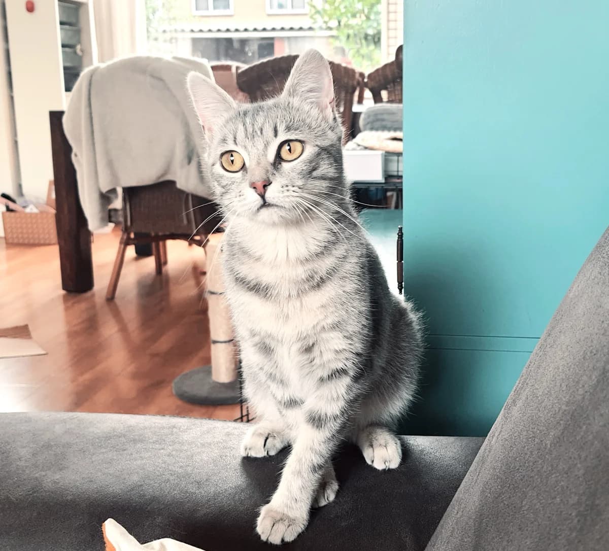 Macaron, female Mixed Breed for adoption at Dierencentrum de Ark, Apeldoorn