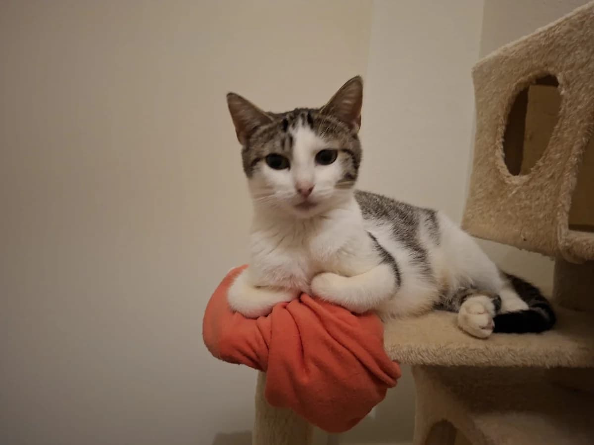 Maggie, female Mixed Breed for adoption at Dierencentrum de Ark, Apeldoorn
