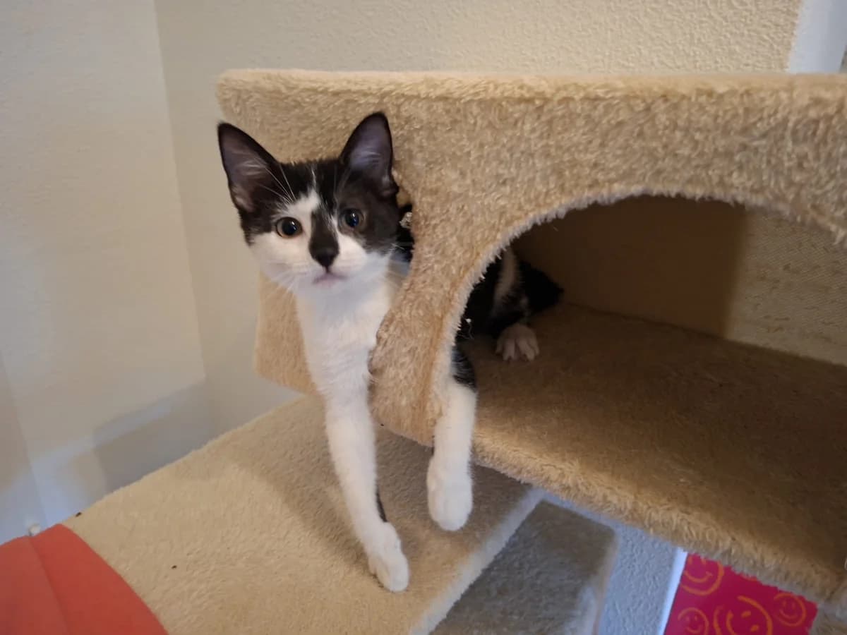 Mahra, female Mixed Breed for adoption at Dierencentrum de Ark, Apeldoorn
