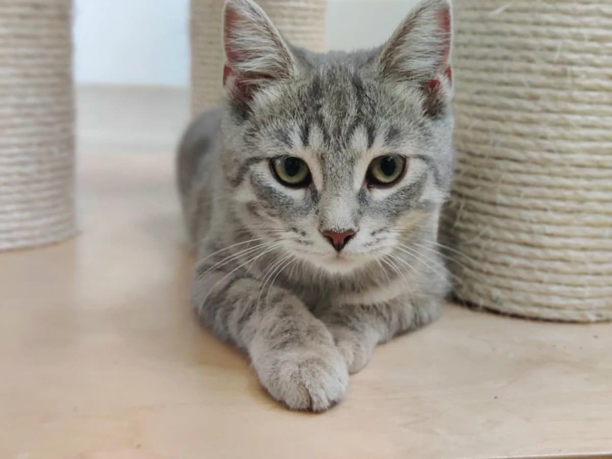 Maisie, female Mixed Breed for adoption at Dierencentrum de Ark, Apeldoorn