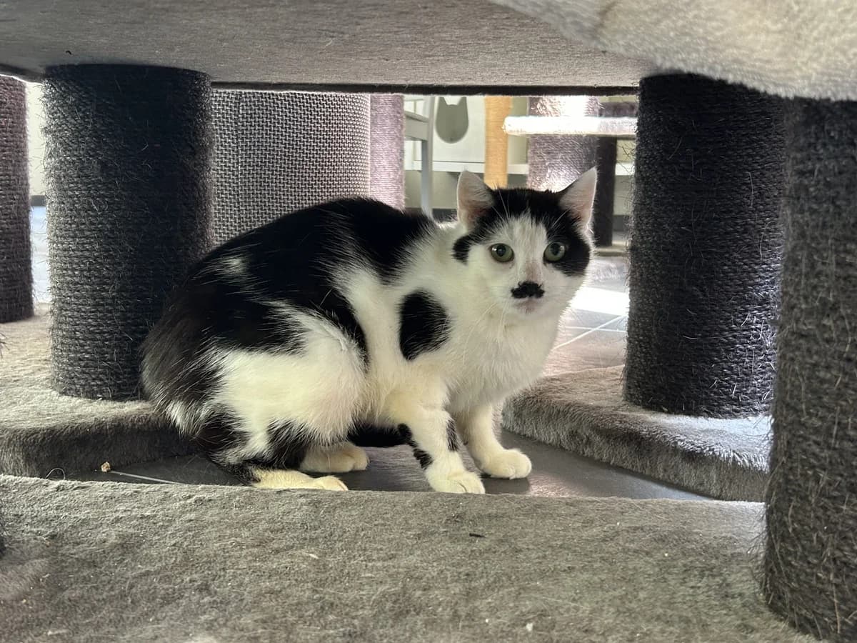 Malissa, female Mixed Breed for adoption at Dierencentrum de Ark, Apeldoorn