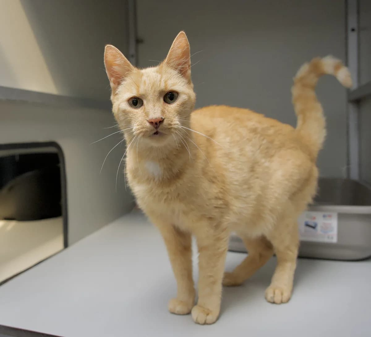 Marie, female Mixed Breed for adoption at Dierencentrum de Ark, Apeldoorn