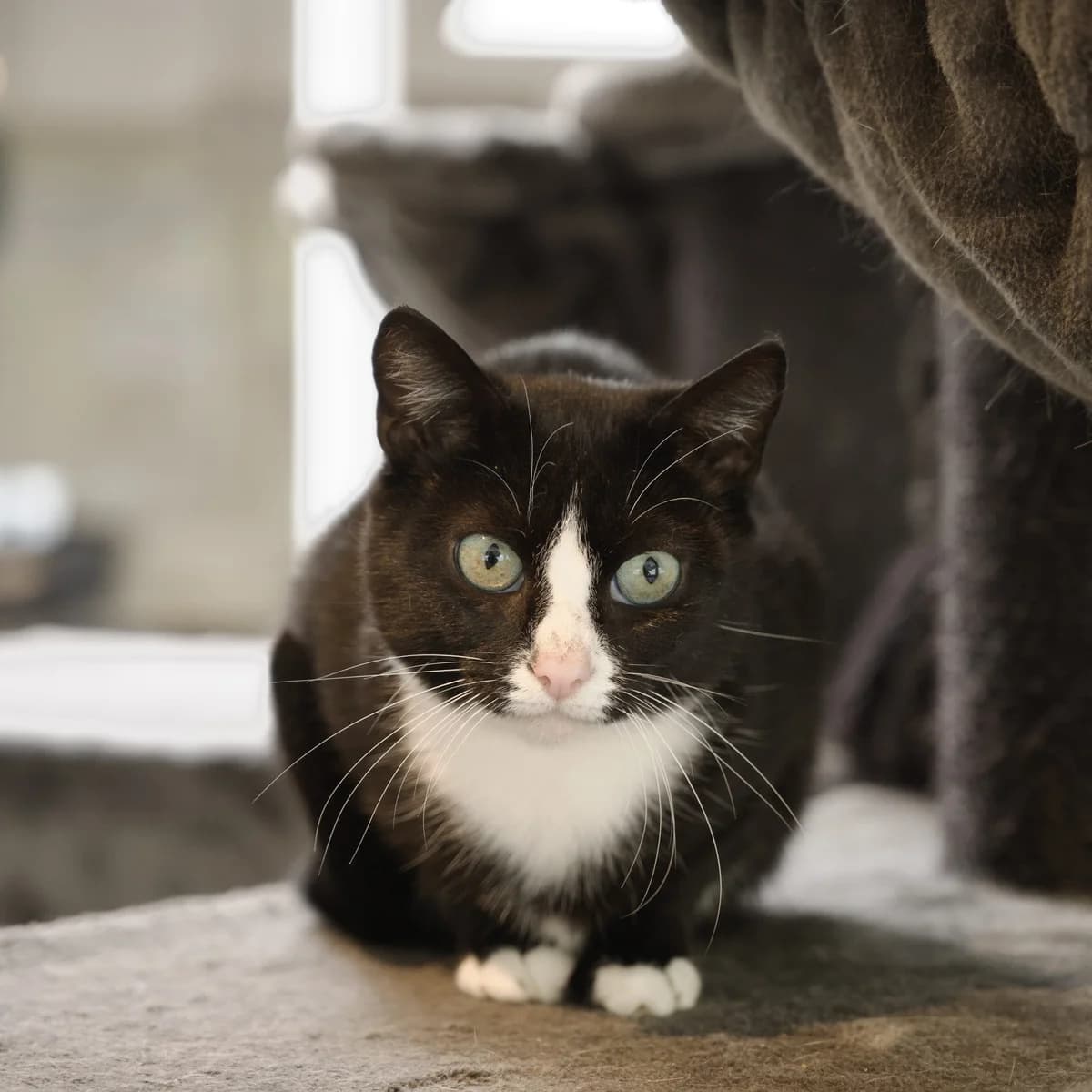 Meerdere volwassen katten, female Mixed Breed for adoption at Dierencentrum de Ark, Apeldoorn