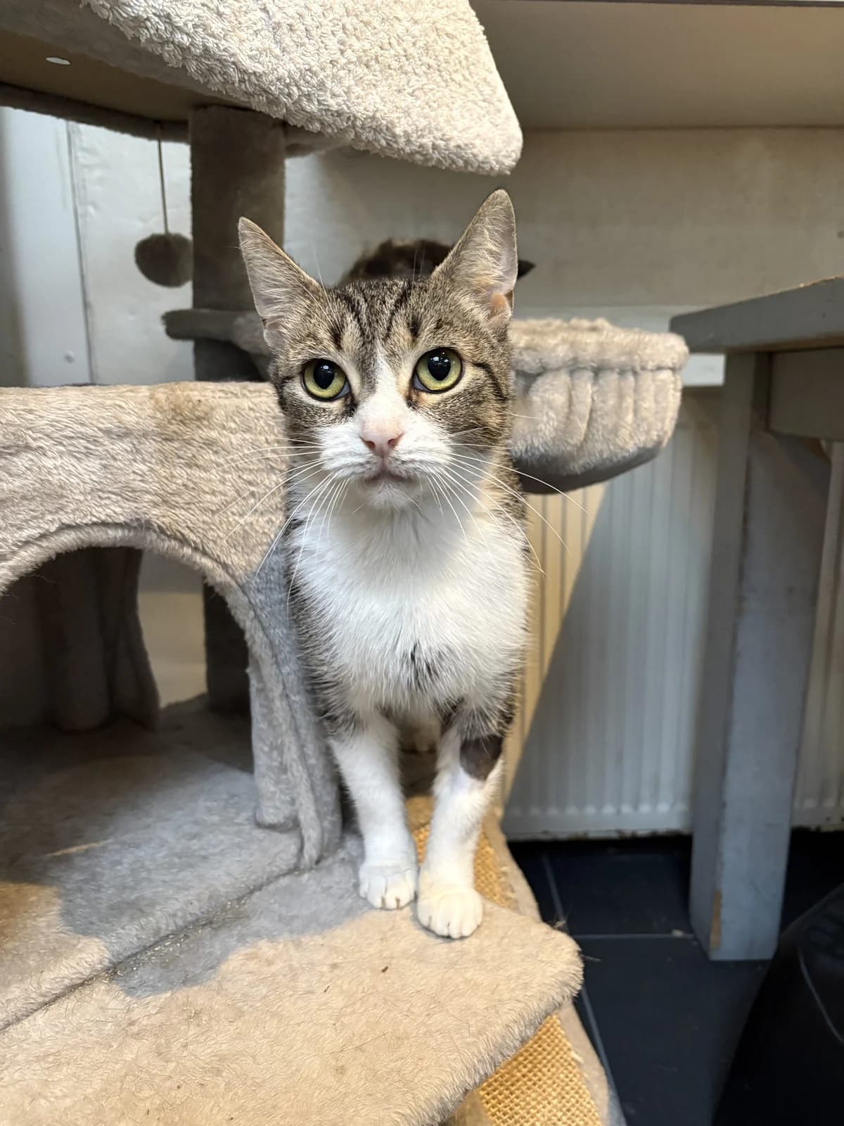 Merel, female Mixed Breed for adoption at Dierencentrum de Ark, Apeldoorn