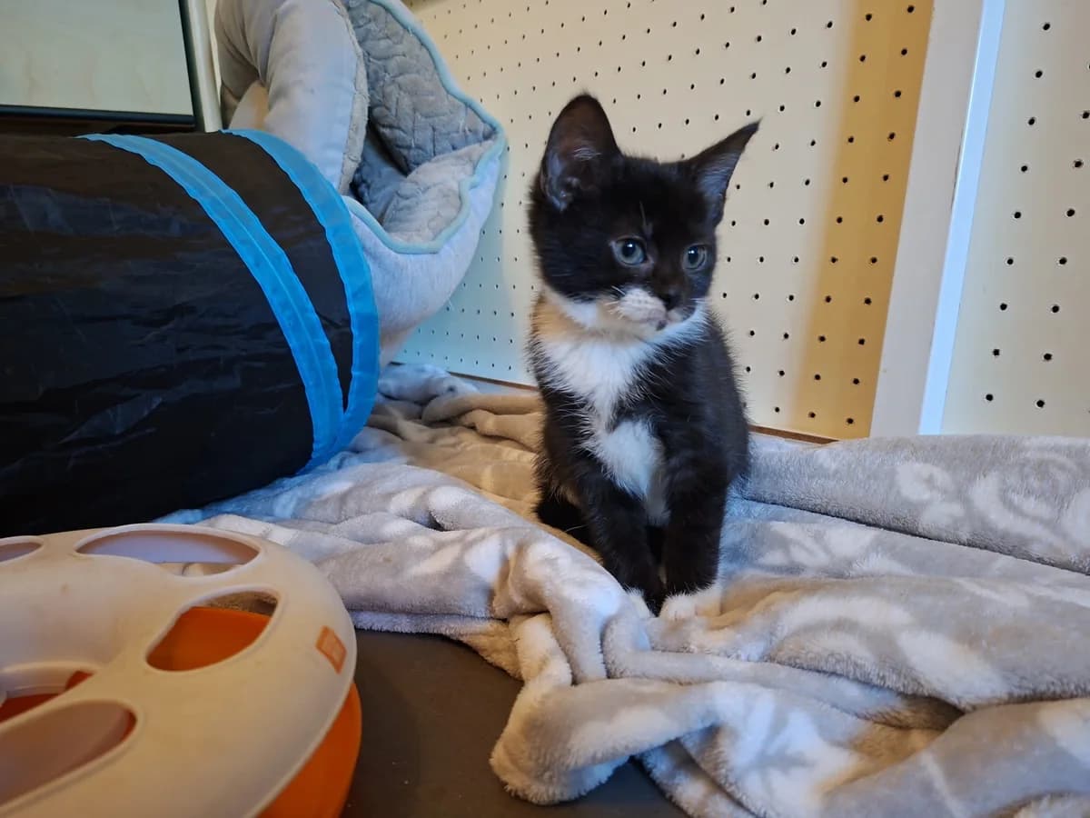 Mila, female Mixed Breed for adoption at Dierencentrum de Ark, Apeldoorn