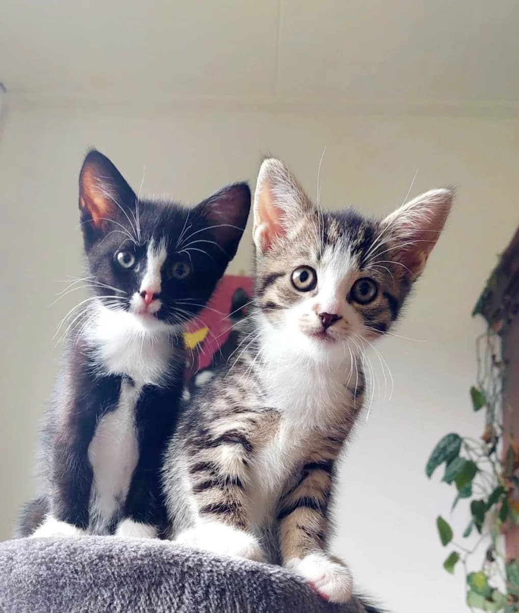 Mimi en Vico, male Mixed Breed for adoption at Dierencentrum de Ark, Apeldoorn