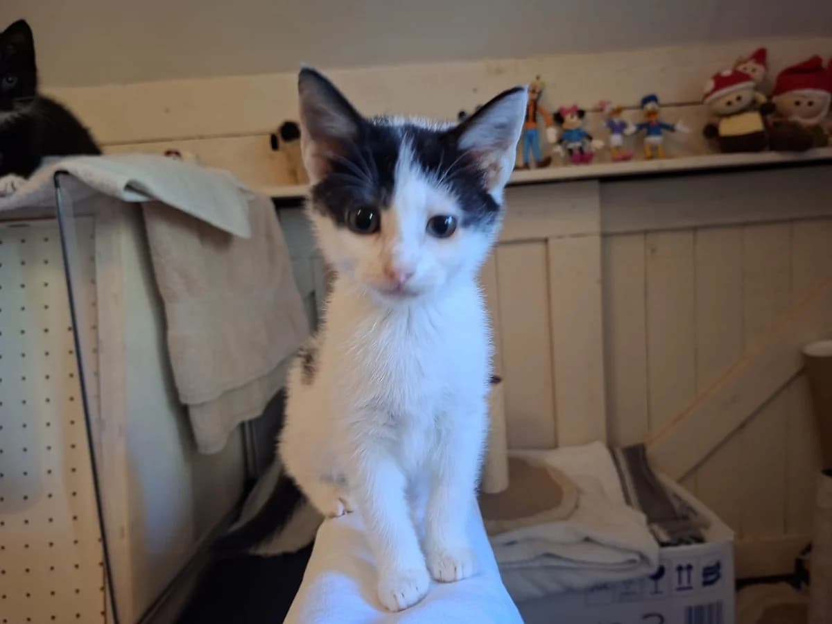 Molly, female Mixed Breed for adoption at Dierencentrum de Ark, Apeldoorn