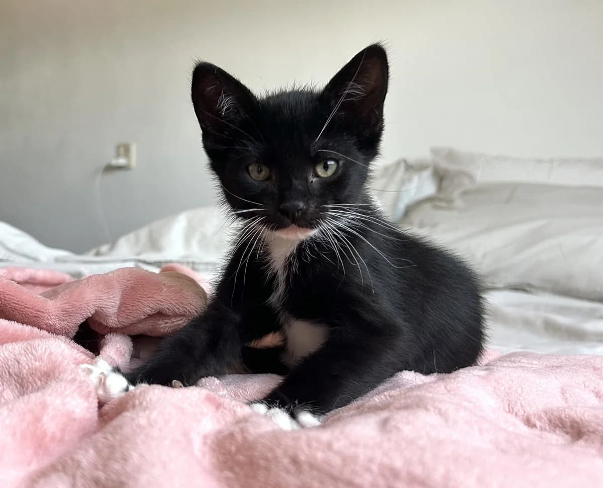 Momo, male Mixed Breed for adoption at Dierencentrum de Ark, Apeldoorn