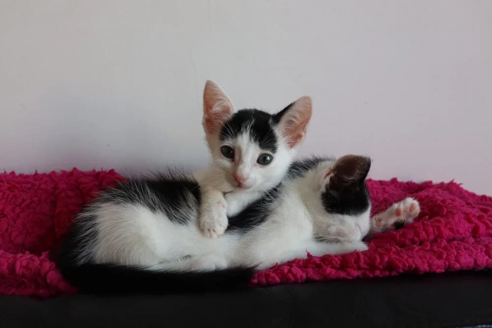 Moos en Elfje, female Mixed Breed for adoption at Dierencentrum de Ark, Apeldoorn