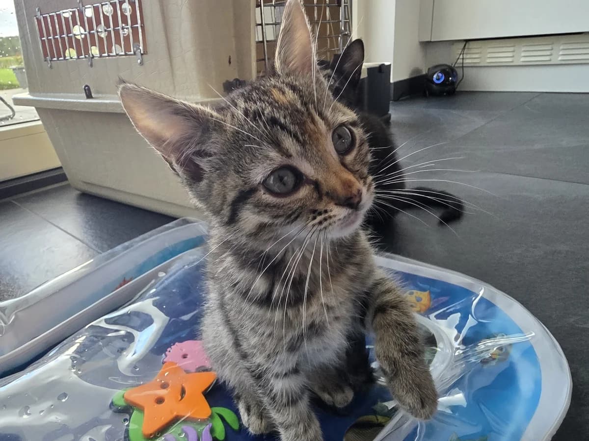 Mowgli, female Mixed Breed for adoption at Dierencentrum de Ark, Apeldoorn
