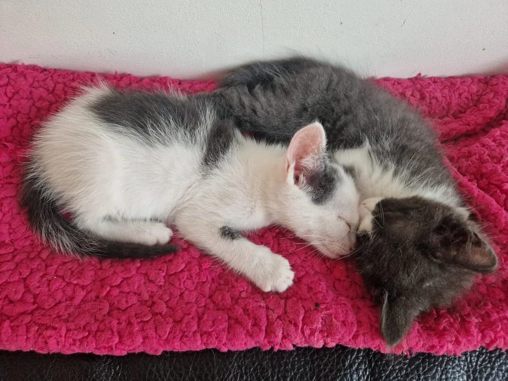 Nala en Lilly, female Mixed Breed for adoption at Dierencentrum de Ark, Apeldoorn
